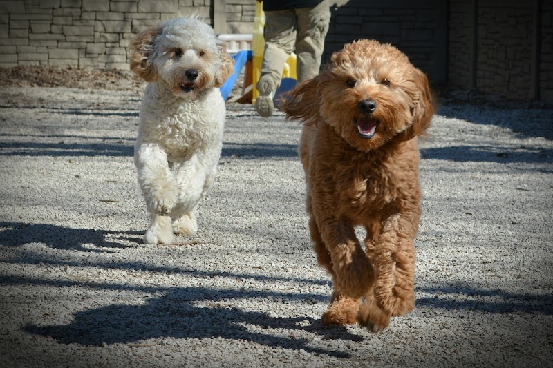 Silver Maple Pet Center cover image