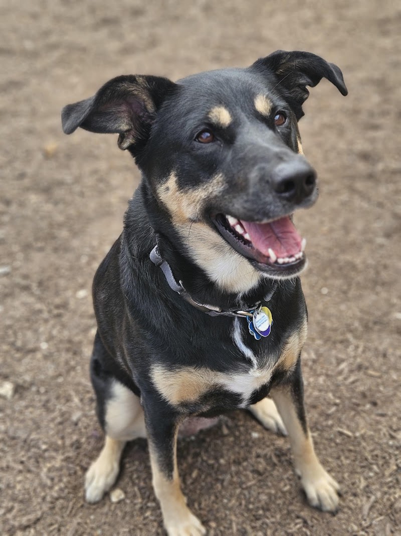 Canine Ph.D. Dog Training, Inc. cover image