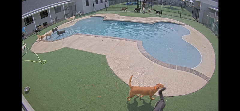 Pet Paradise Chesterfield cover image