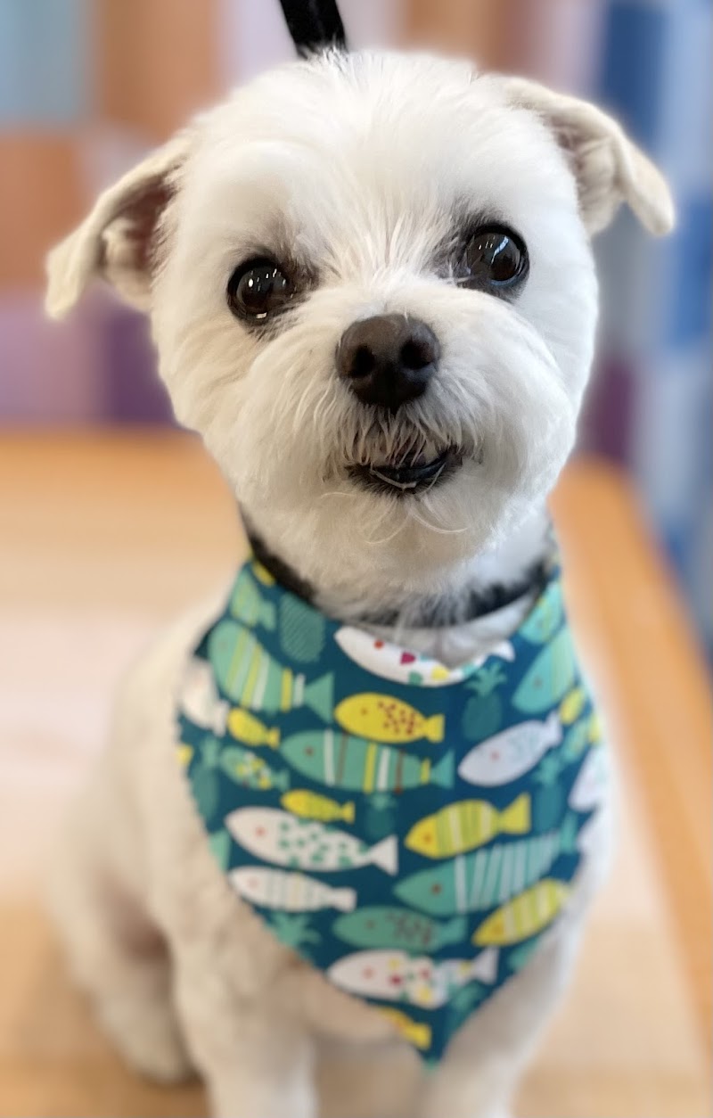 Puppy Love Grooming cover image