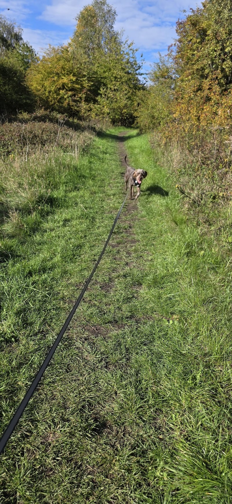 Happy Hound Haven cover image