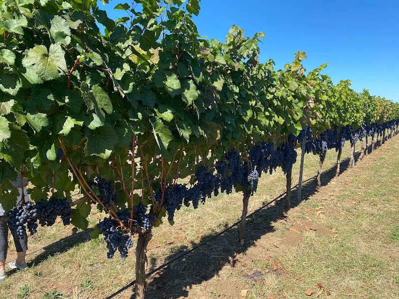 Daisy Creek Vineyard cover image