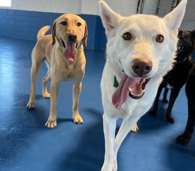 Stay A Modern Dog Hotel cover image