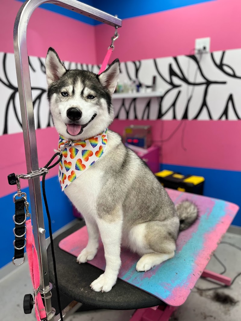 Designer Paws Salon cover image