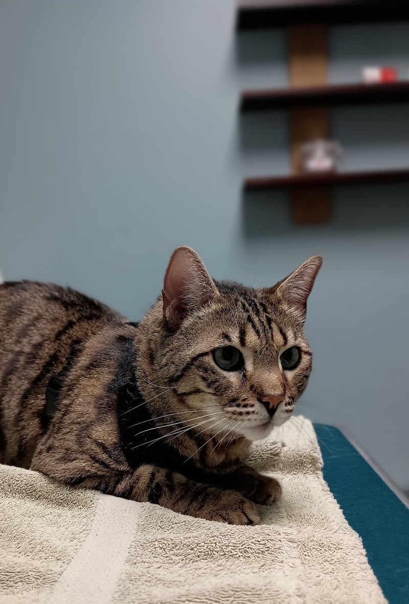 Regal Veterinary Clinic cover image