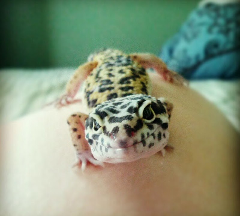 Bakersfield Pet Vet Hospital cover image