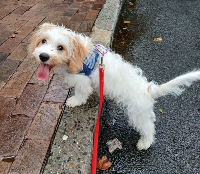 Charlotte City Pets Dog Walking & Pet Sitting cover image