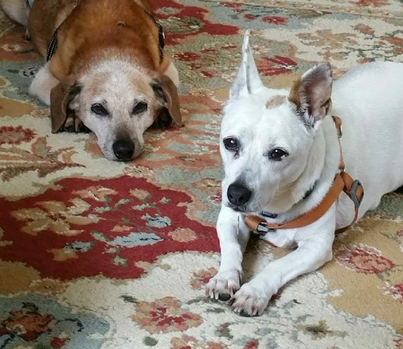 Pets-ercise cover image