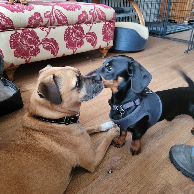 All Inclusive Pooches cover