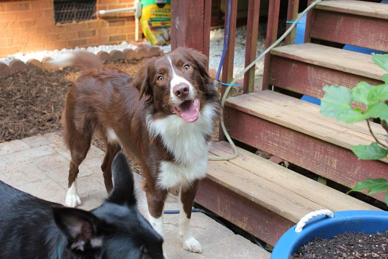 Cuddles on Call cover