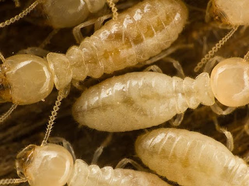 All-American Pest Control cover image