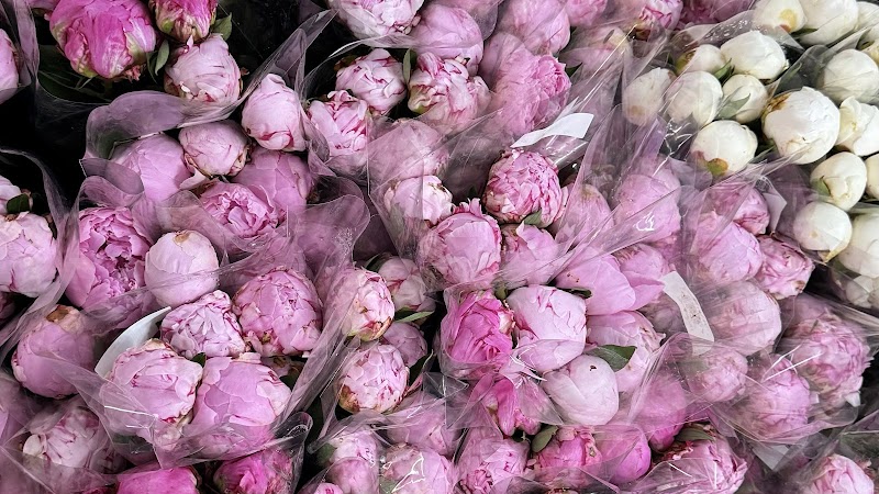 Malina Flowers cover image