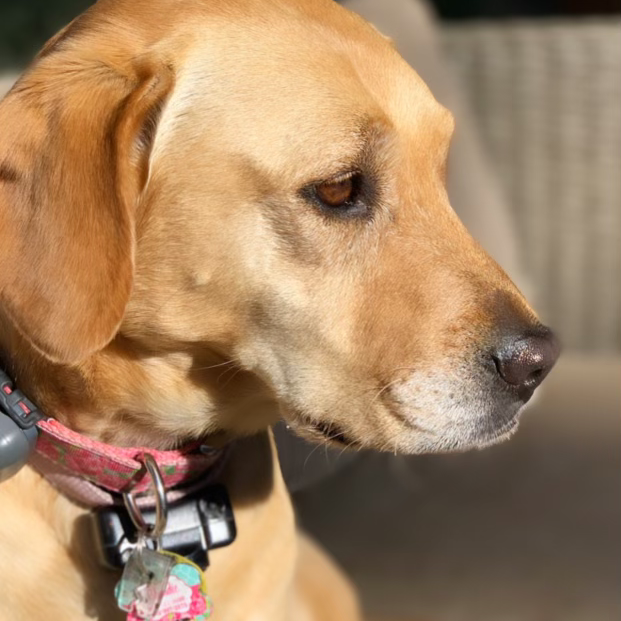 East Bay Dog Walkers cover image