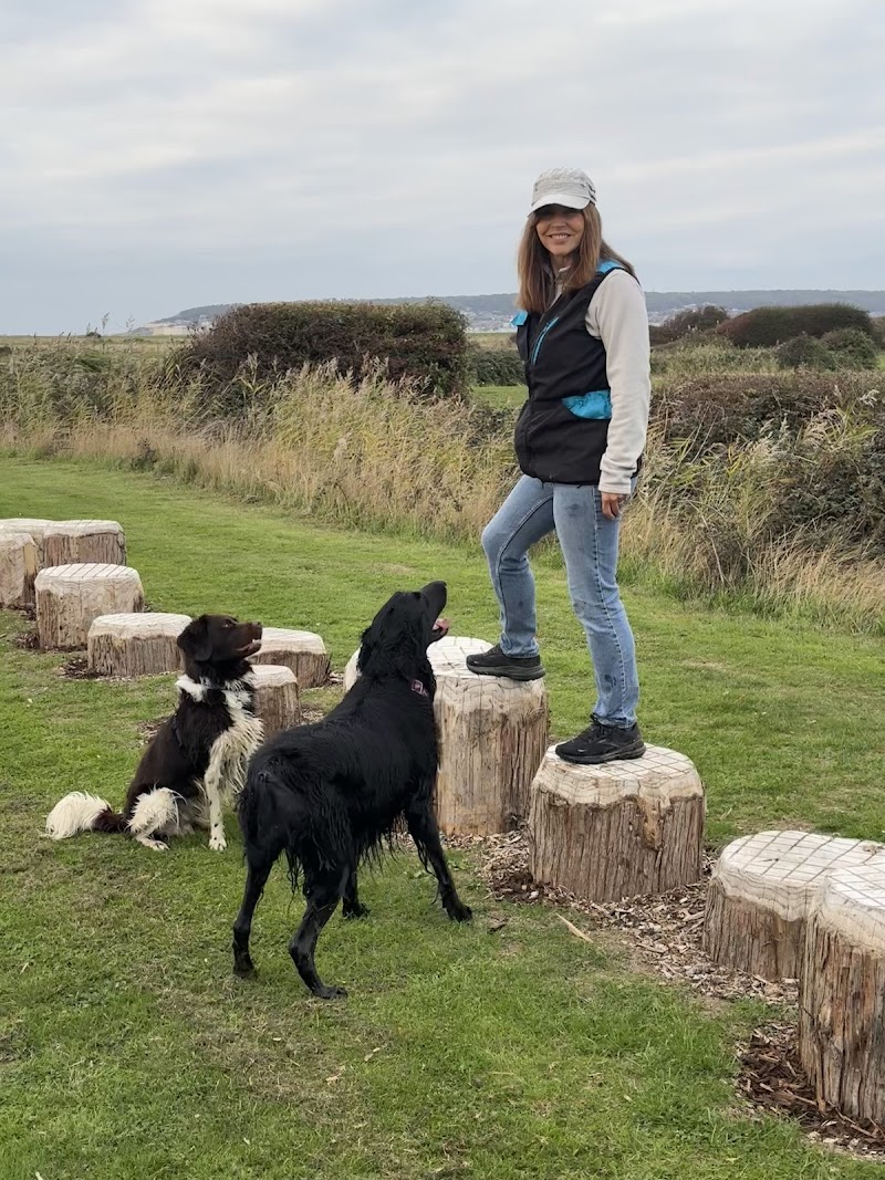 Canine Scentwork Training Academy cover image