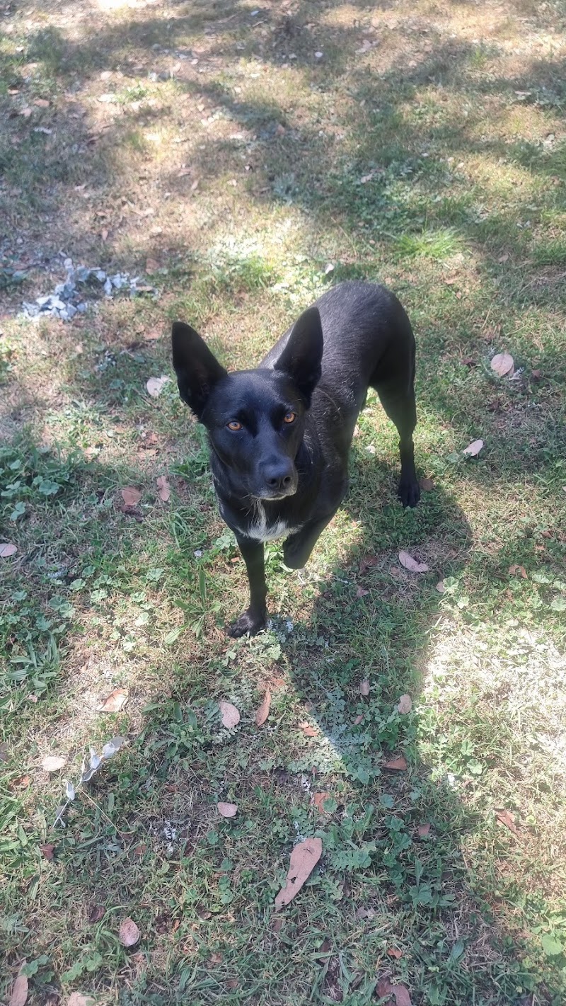 Happy Paws Dog Walking, ACT cover image