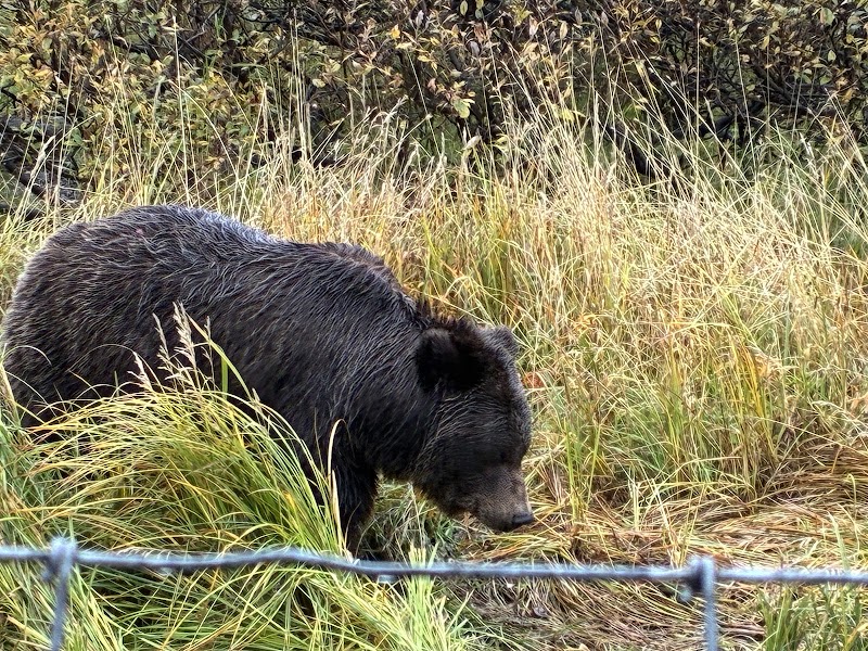 Alaskas Finest Tours & Adventures cover image