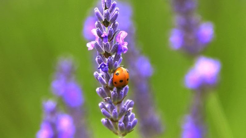 Green Acres Nursery & Supply cover image