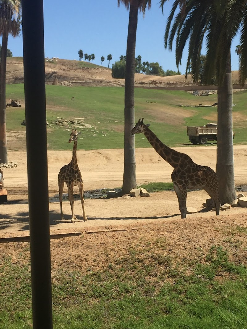 Flightline Safari (zipline) cover image