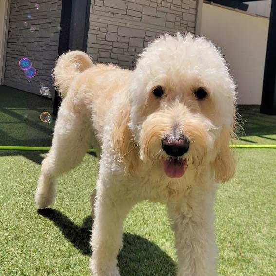 K9 Resorts Luxury Pet Hotel Scottsdale cover image