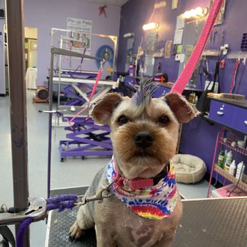 Pin Up Pets Chandler Groomer cover image