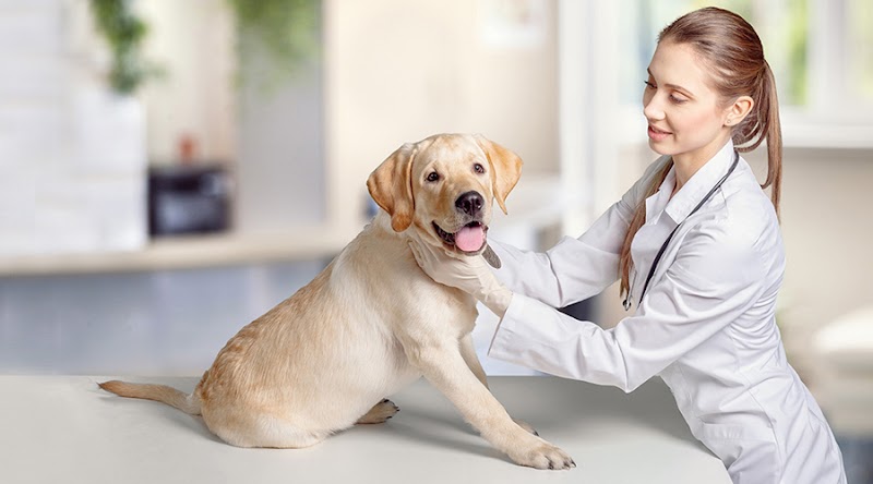 4 paws pet hospital cover image