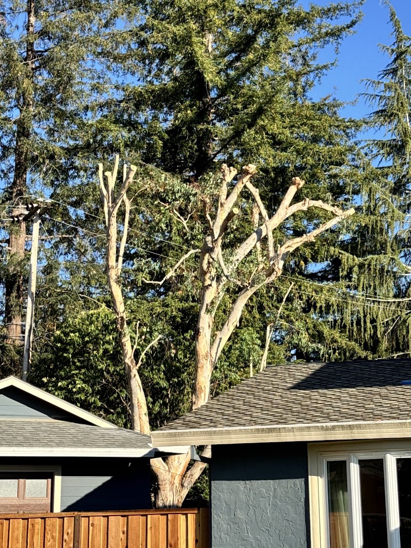 Emerald View Tree Service cover image