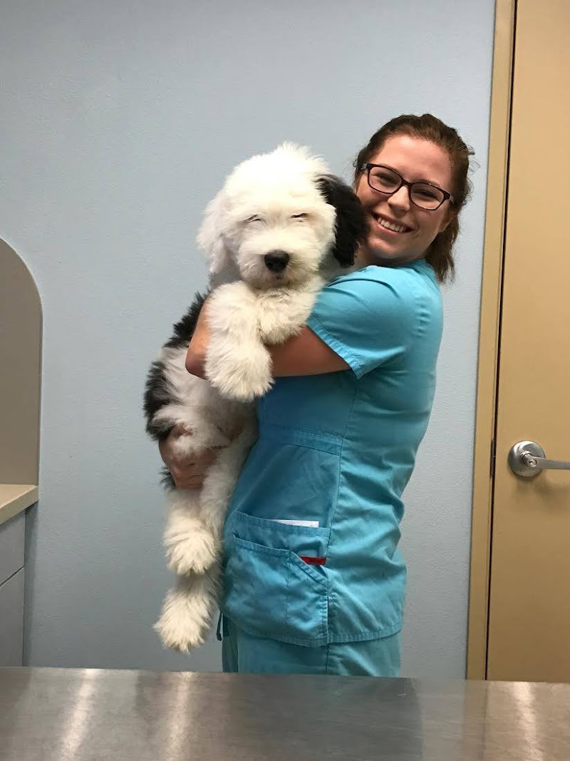 Arlington Heights Animal Hospital cover image