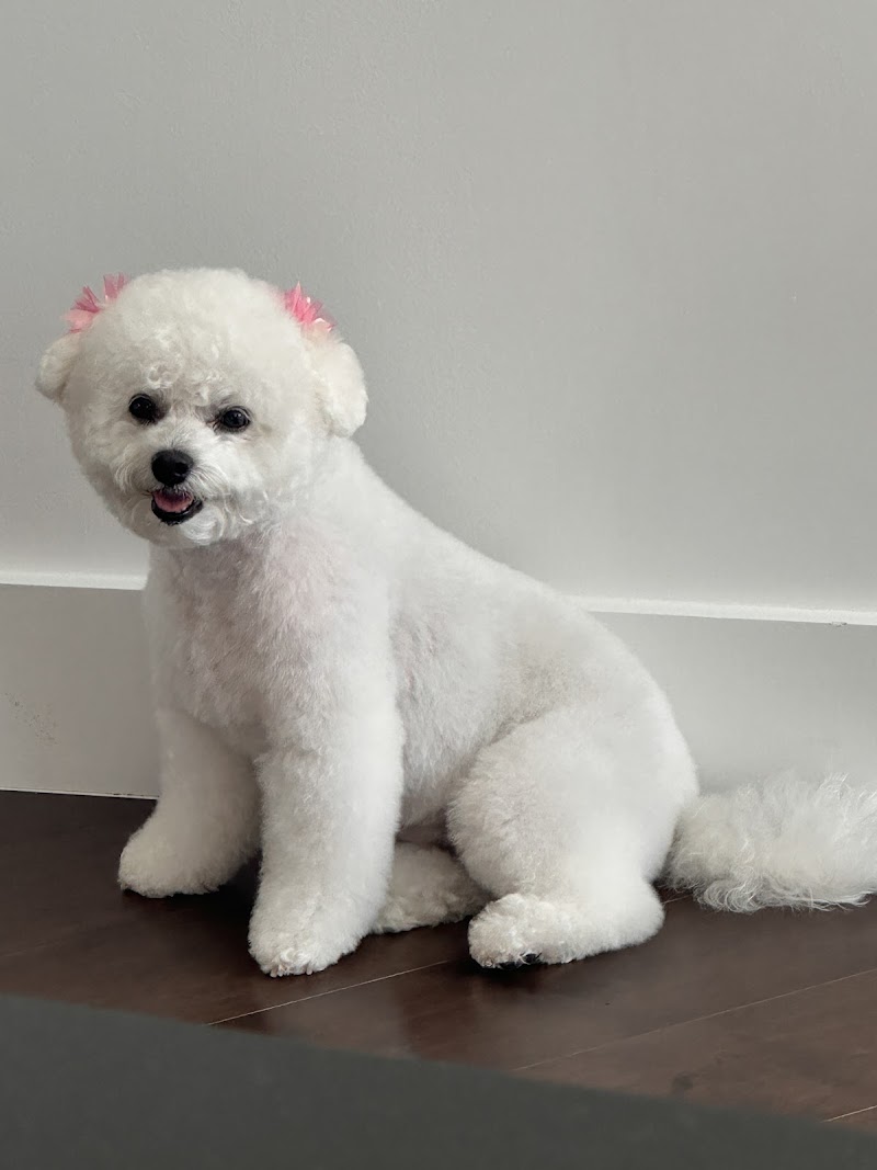 Spoil Me Dog Spa cover image