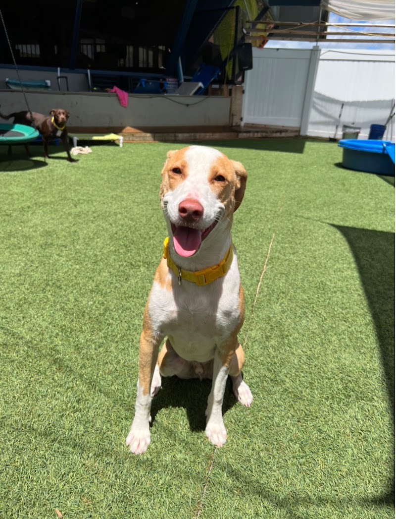 Tails of Hawaii cover image