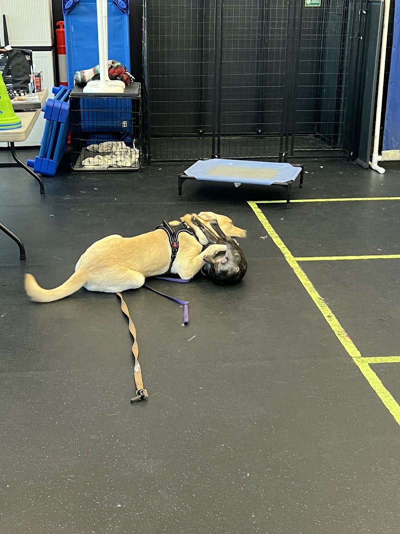 Smarty Paws Canine Coaching cover