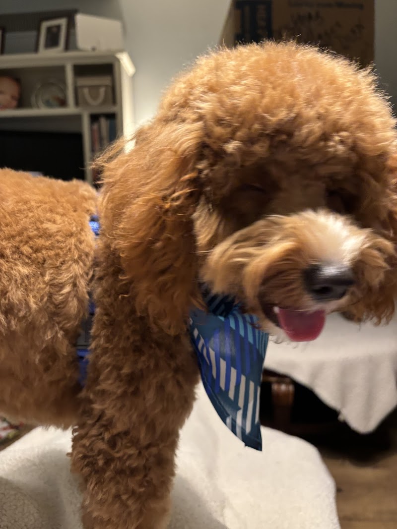 Pet Paradise Jacksonville University cover