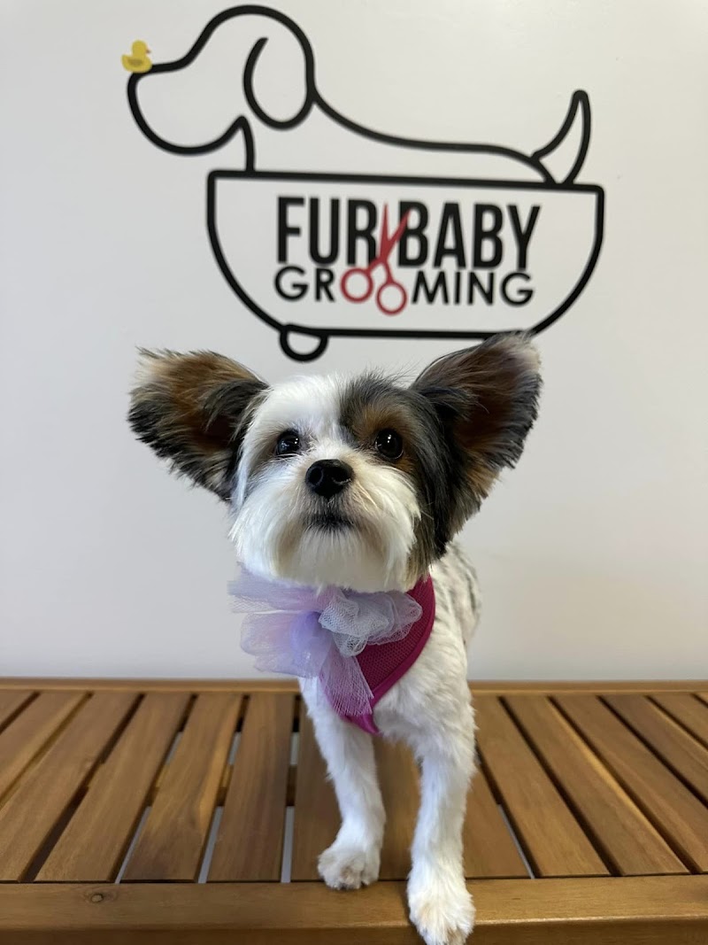 Fur Baby Grooming & Boarding cover