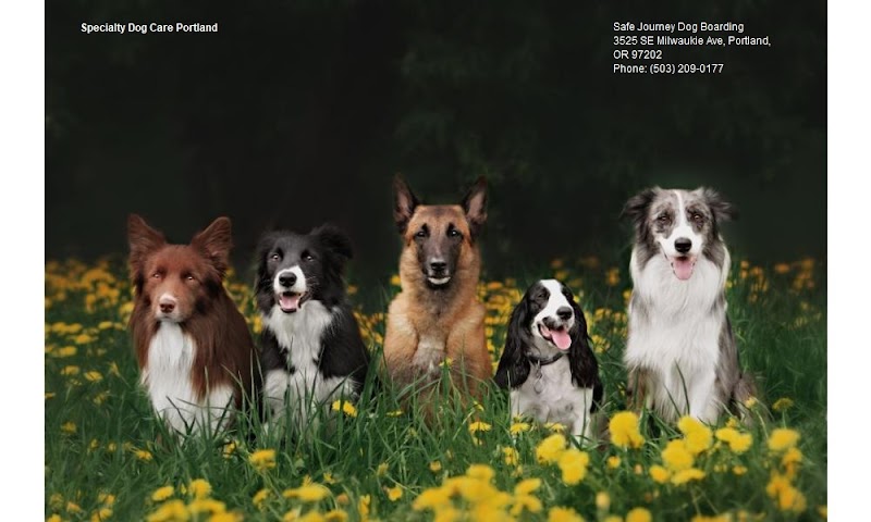 Safe Journey Dog Boarding cover image