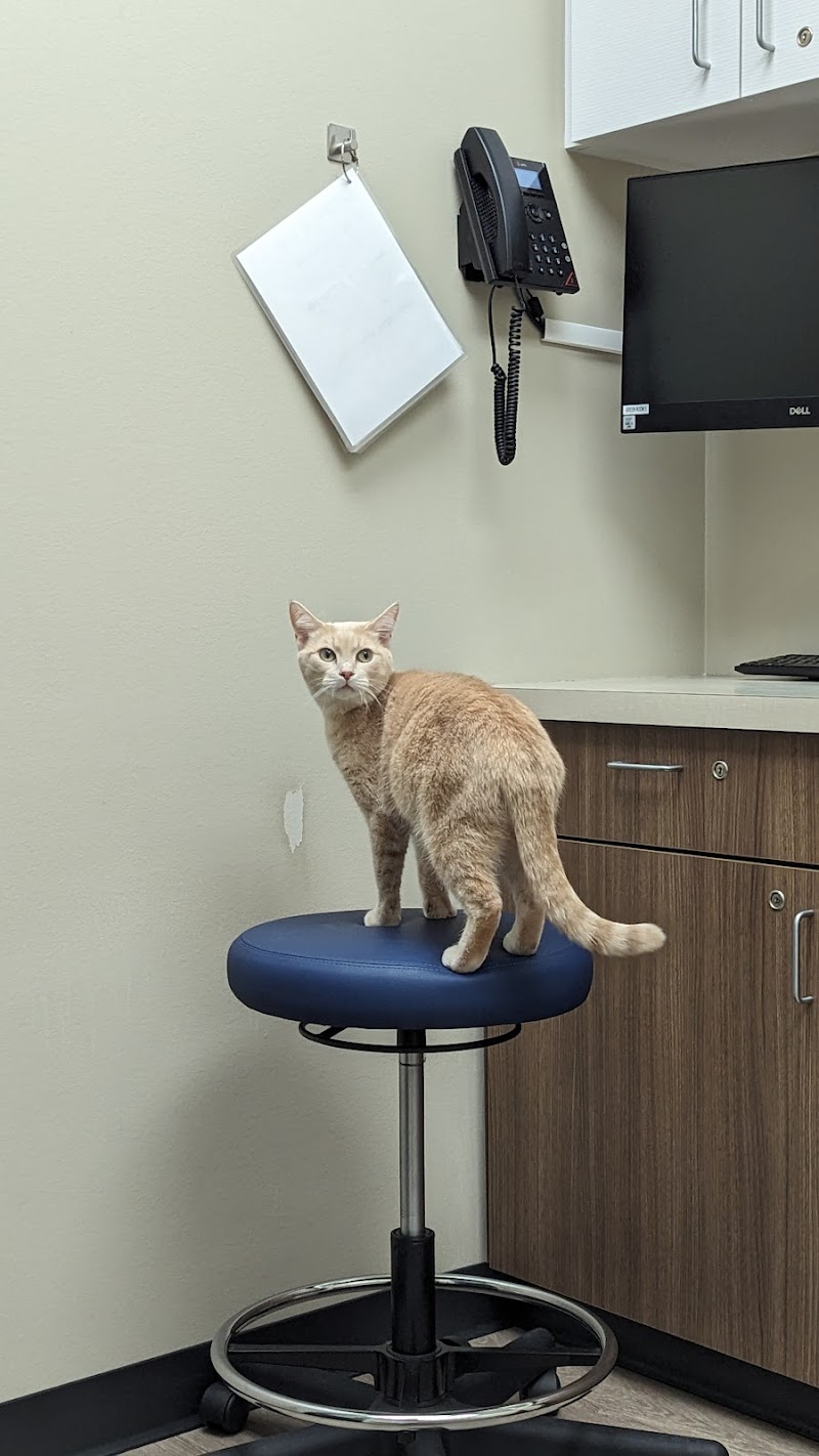 Cat Care Clinic - West cover image