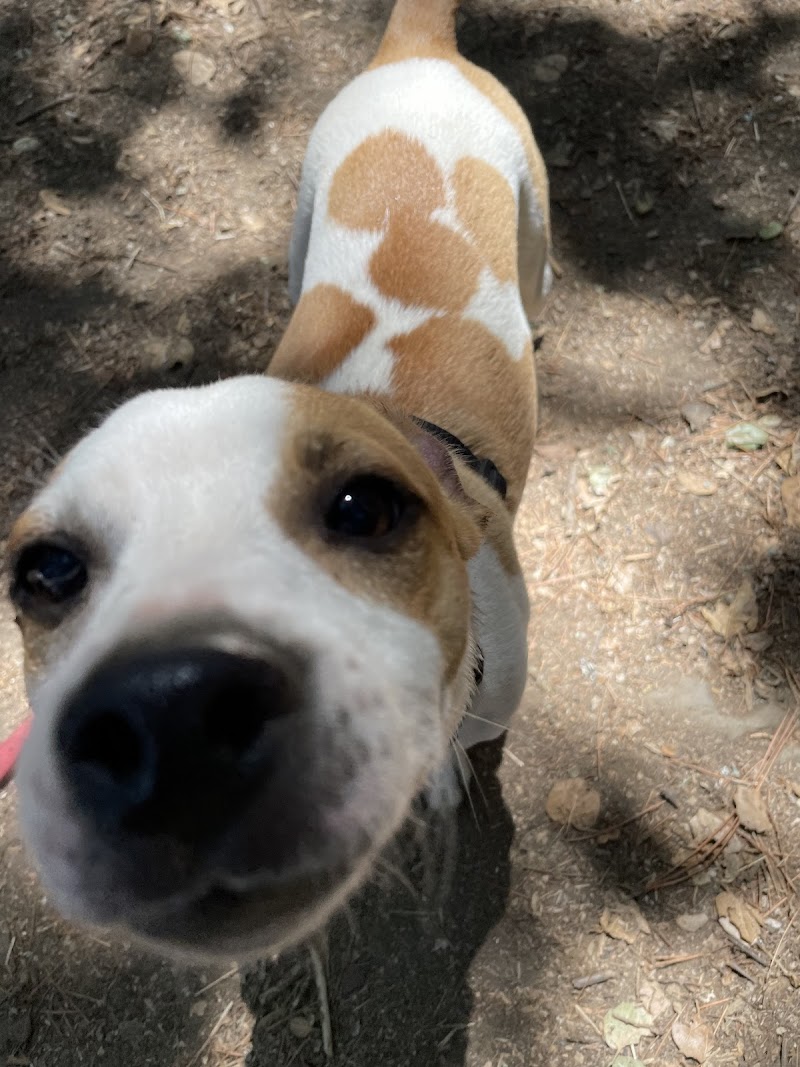 In Their Element Dog Walks cover image