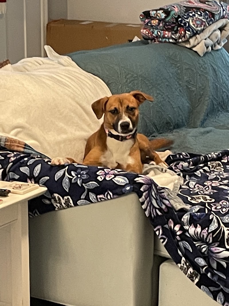 Creature Comforts Pet Resort cover image