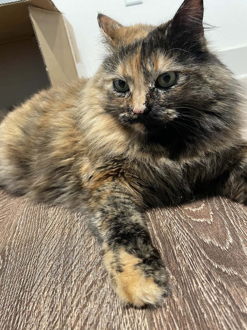 Broadway Grooming Clinic & school cover image