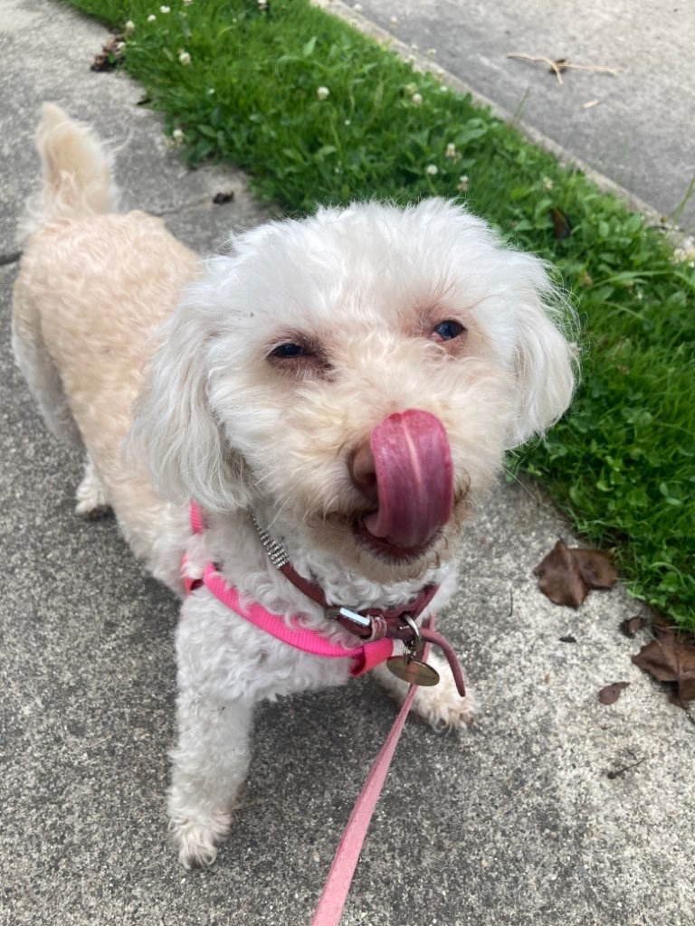 Loyal Dog Club cover image