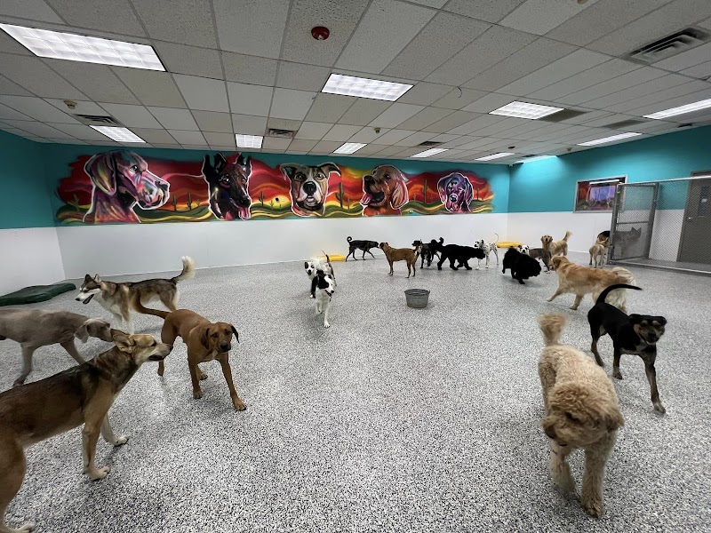 Glendale Dogs 24/7 cover image