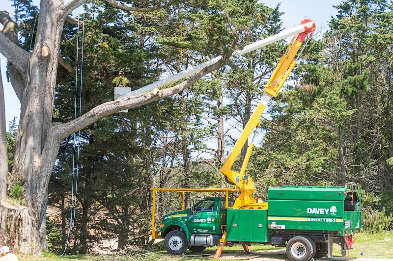 The Davey Tree Expert Company cover image