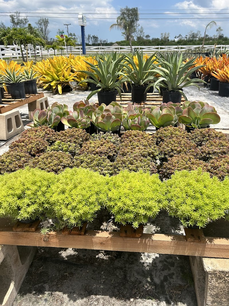 Neptune Nursery cover image