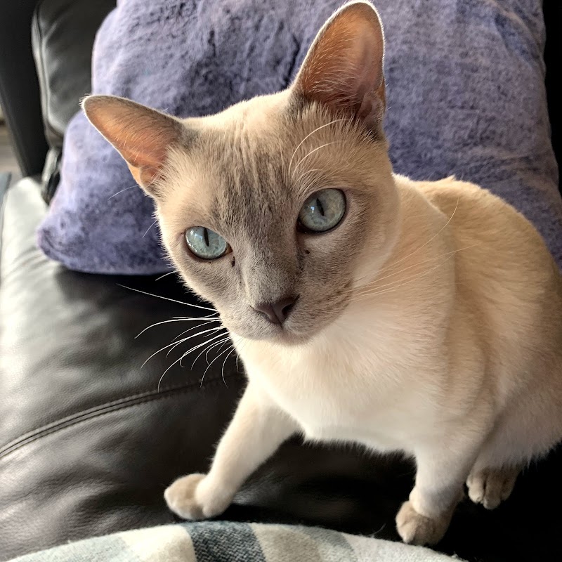 Pure Love Pet Sitting cover image