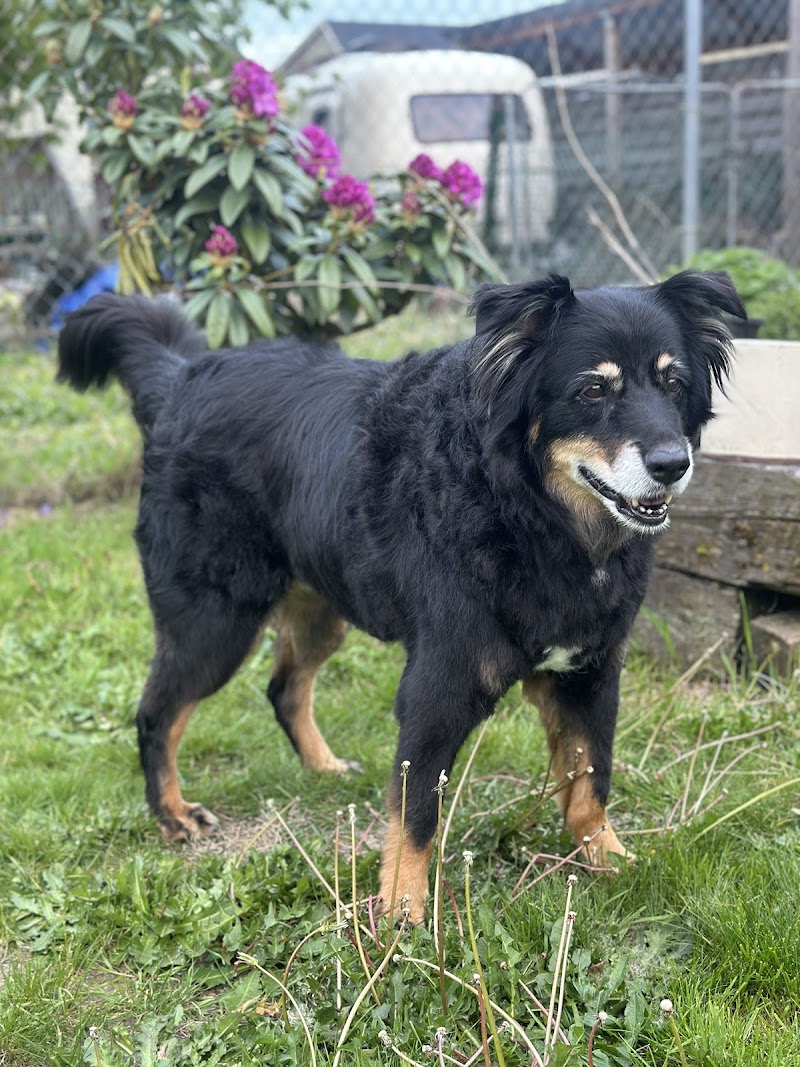 Portland City Pet Groomers cover image