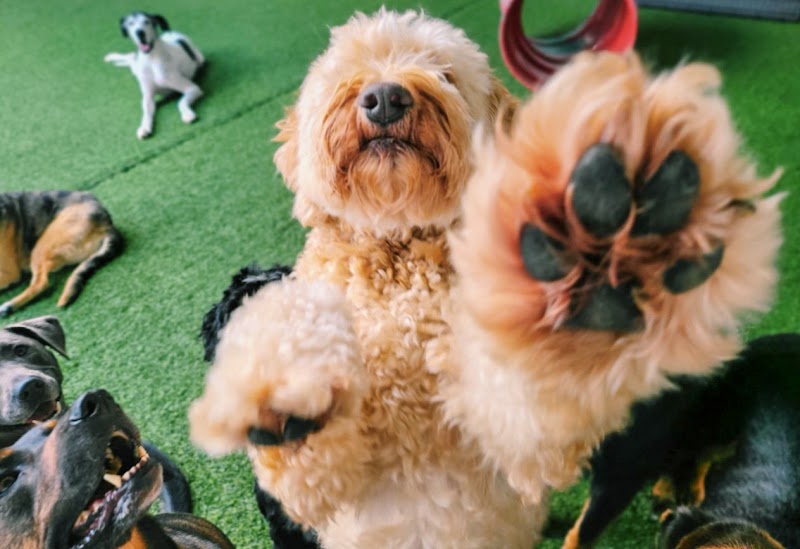 Happy Snoutz Pet Resort cover image