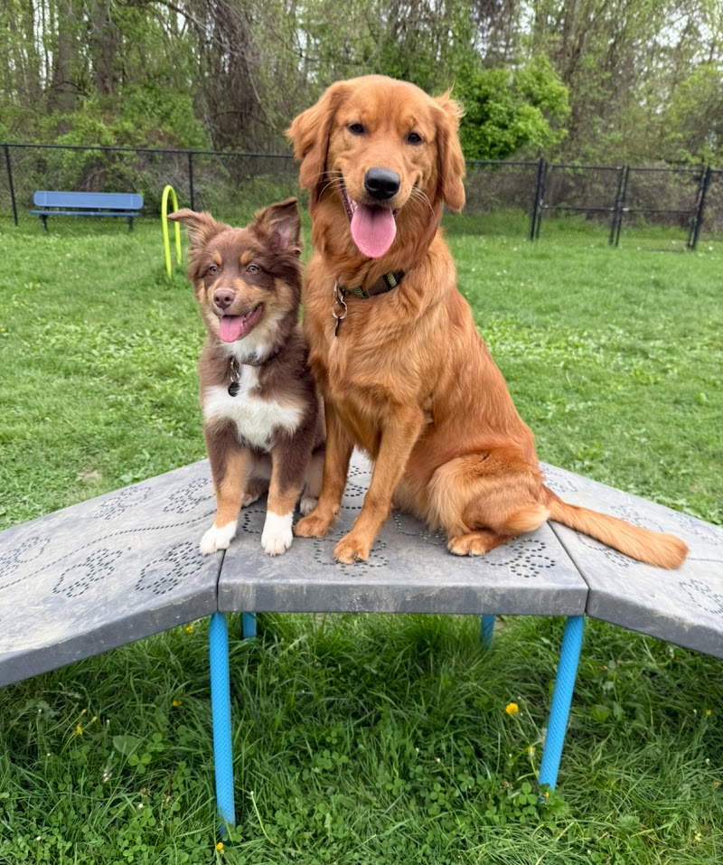 Laura's Critter Care, LLC cover