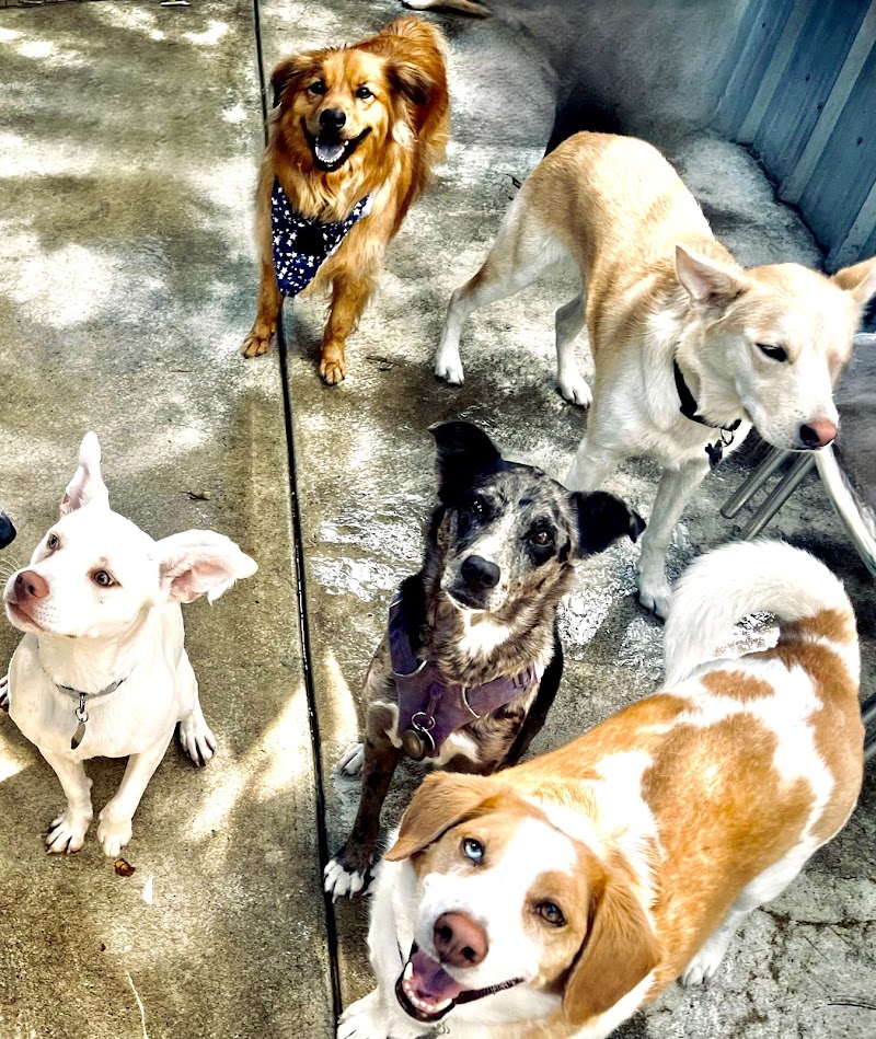 The Pack, Fruitvale cover image