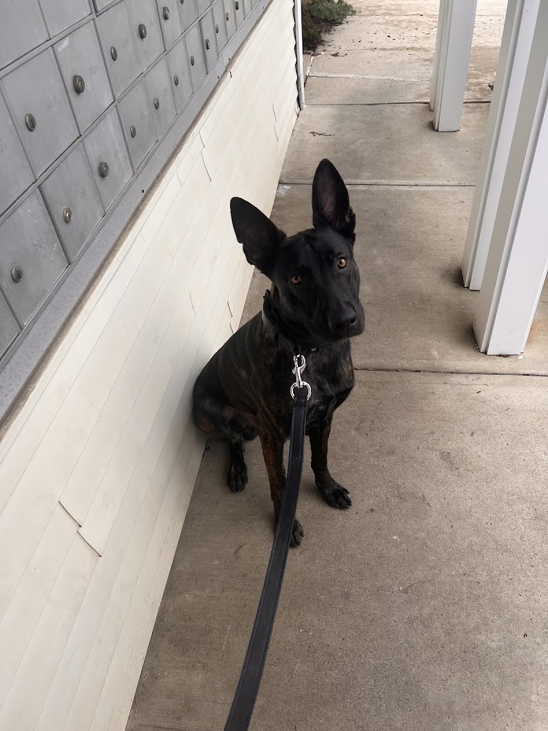 Columbus K9 Coach Dog Training, LLC cover image