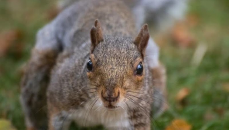 Pest Control Manchester Rodent X cover image