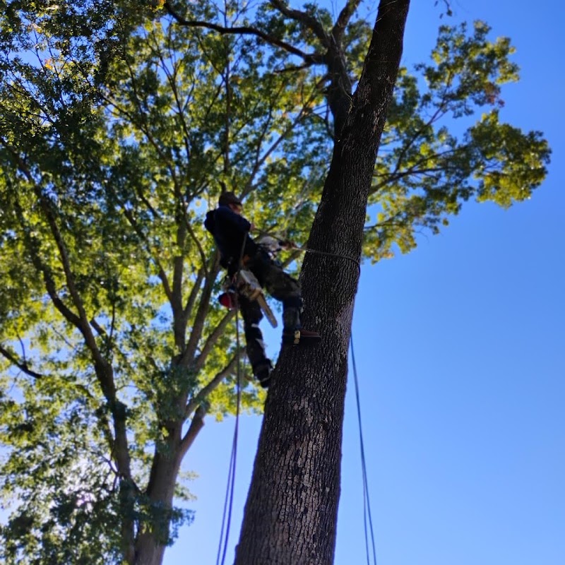 Total Tree Service cover image