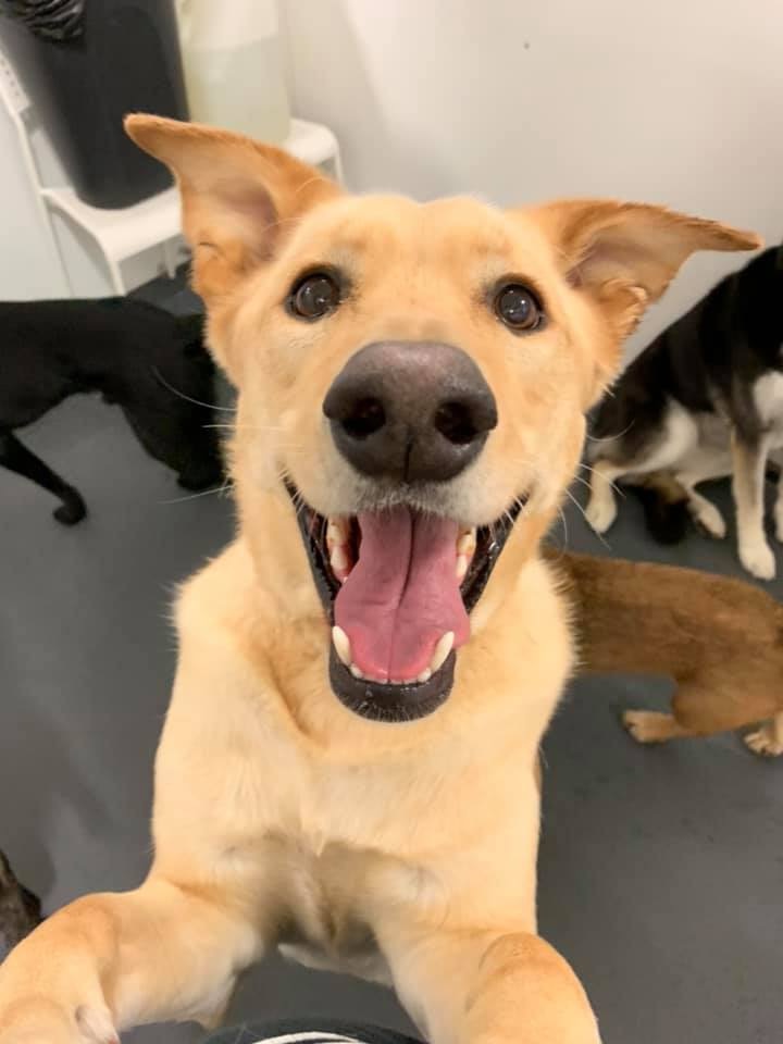 Bark Lodge cover image